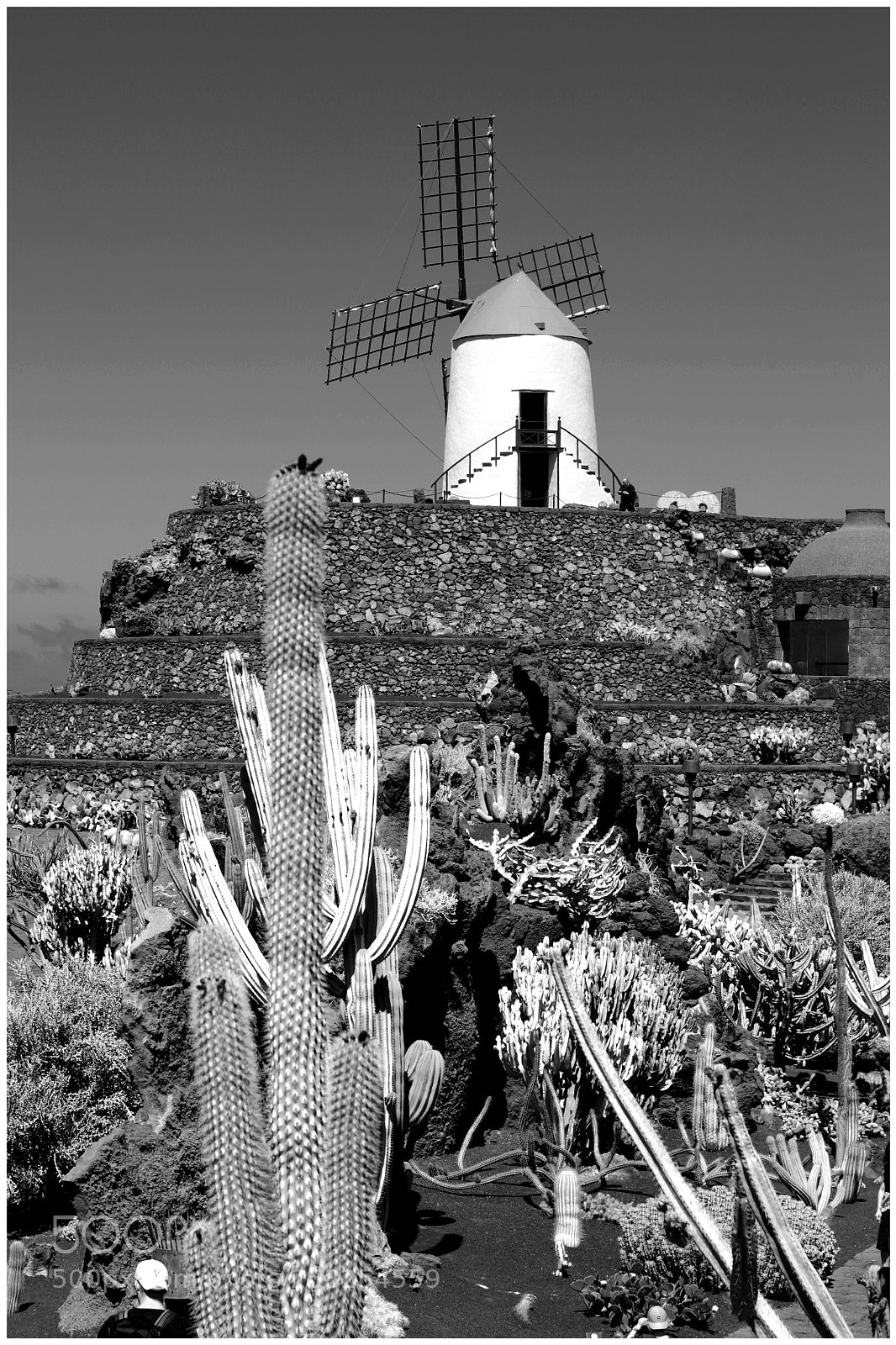 Canon EOS 6D sample photo. The cactus garden photography