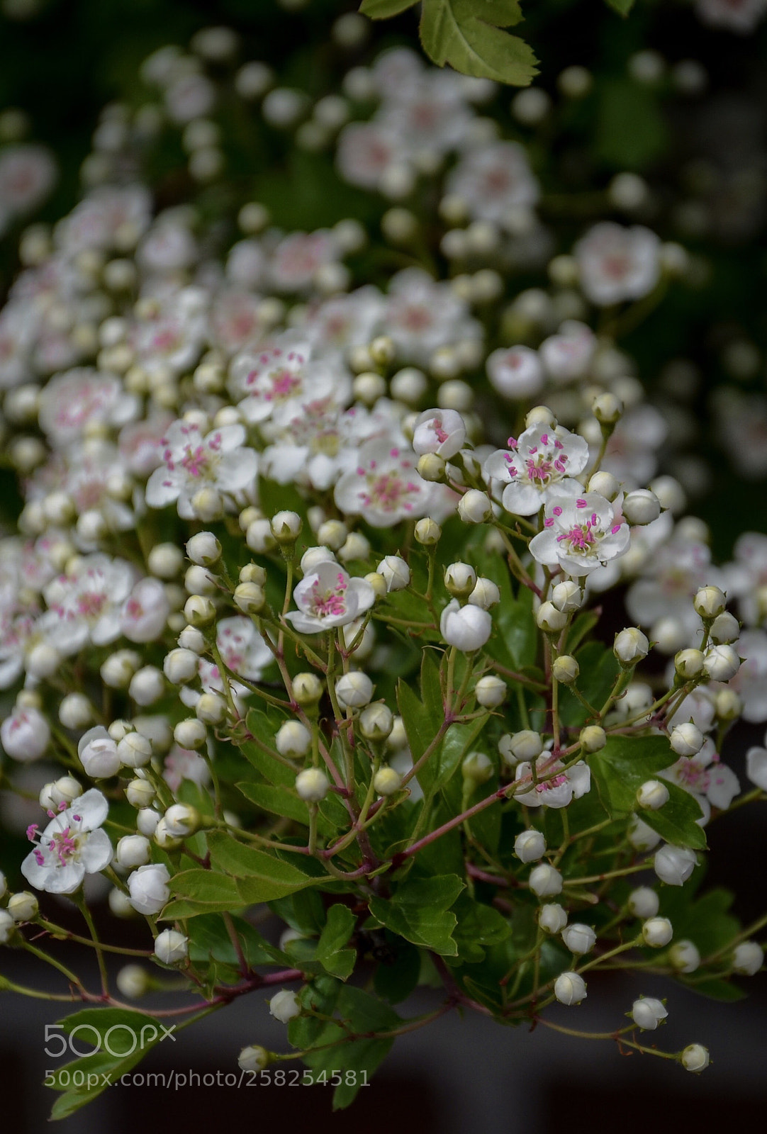 Nikon D7000 sample photo. Springtime photography