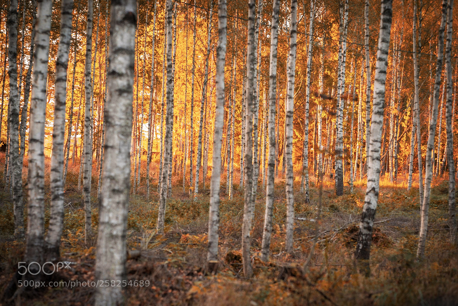 Sony a7R sample photo. Forest of lights  photography