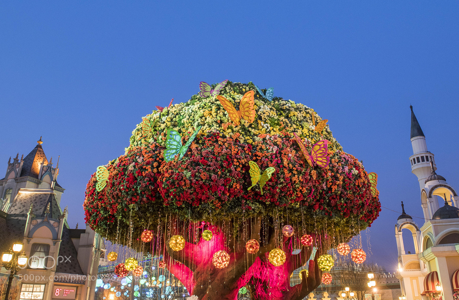 Nikon D850 sample photo. Magic tree photography