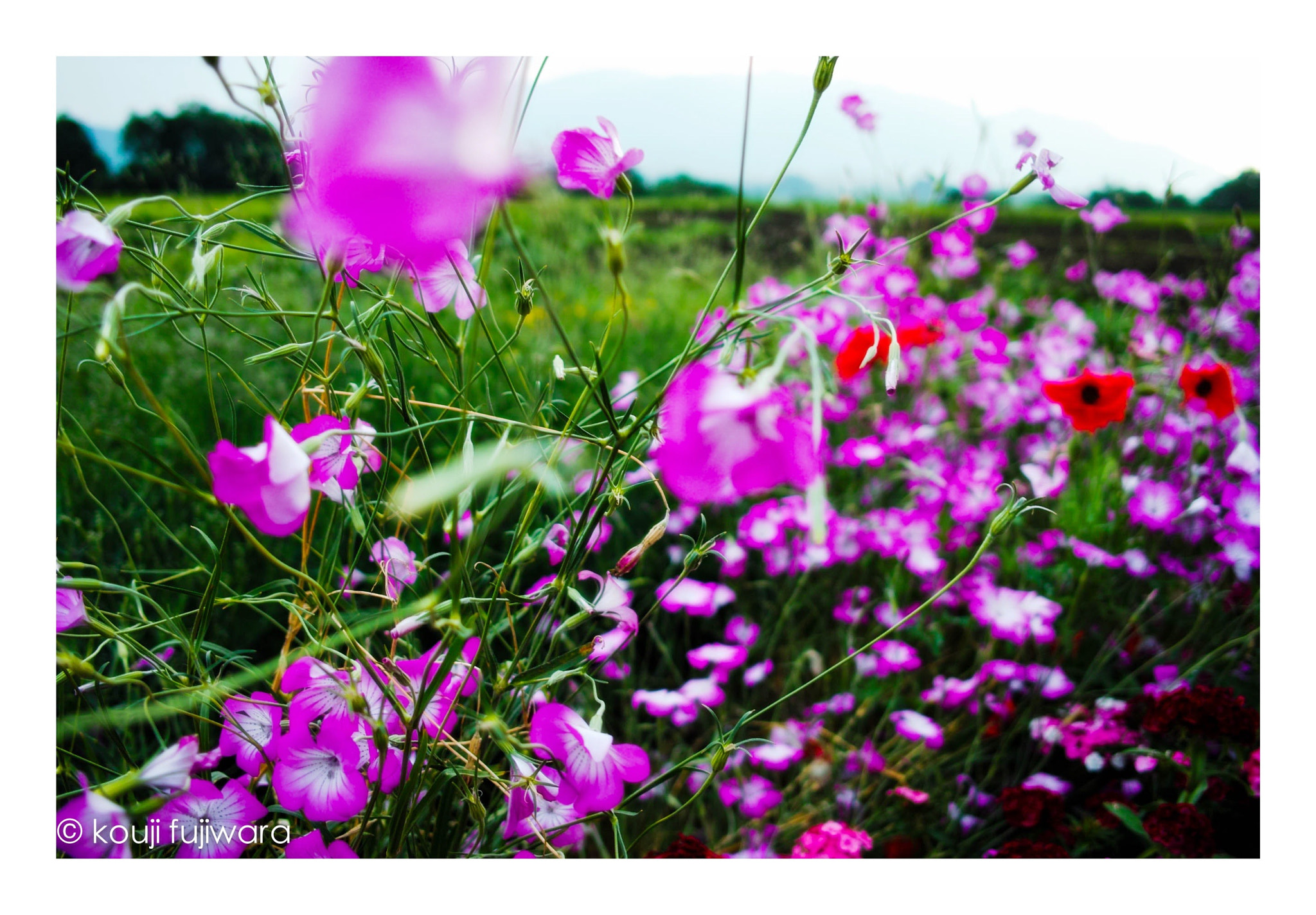 Sigma DP2 sample photo. Untitled photography