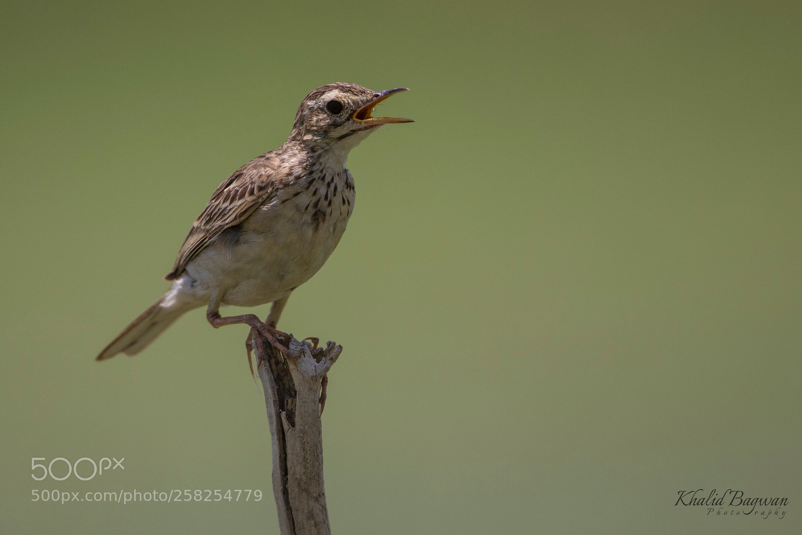 Canon EOS 7D Mark II sample photo. Paddyfield pipit photography