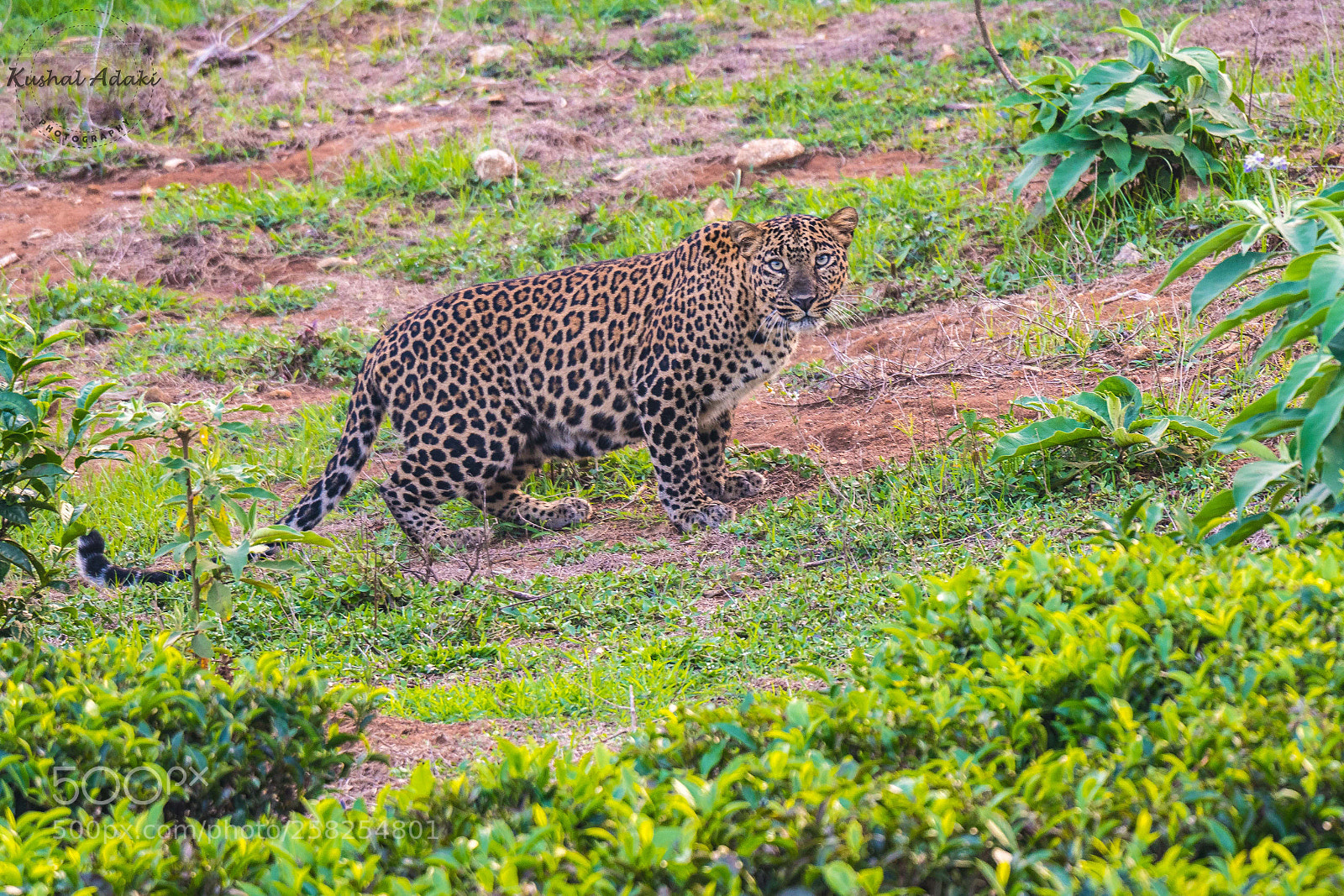 Nikon D500 sample photo. Indian leopard female photography