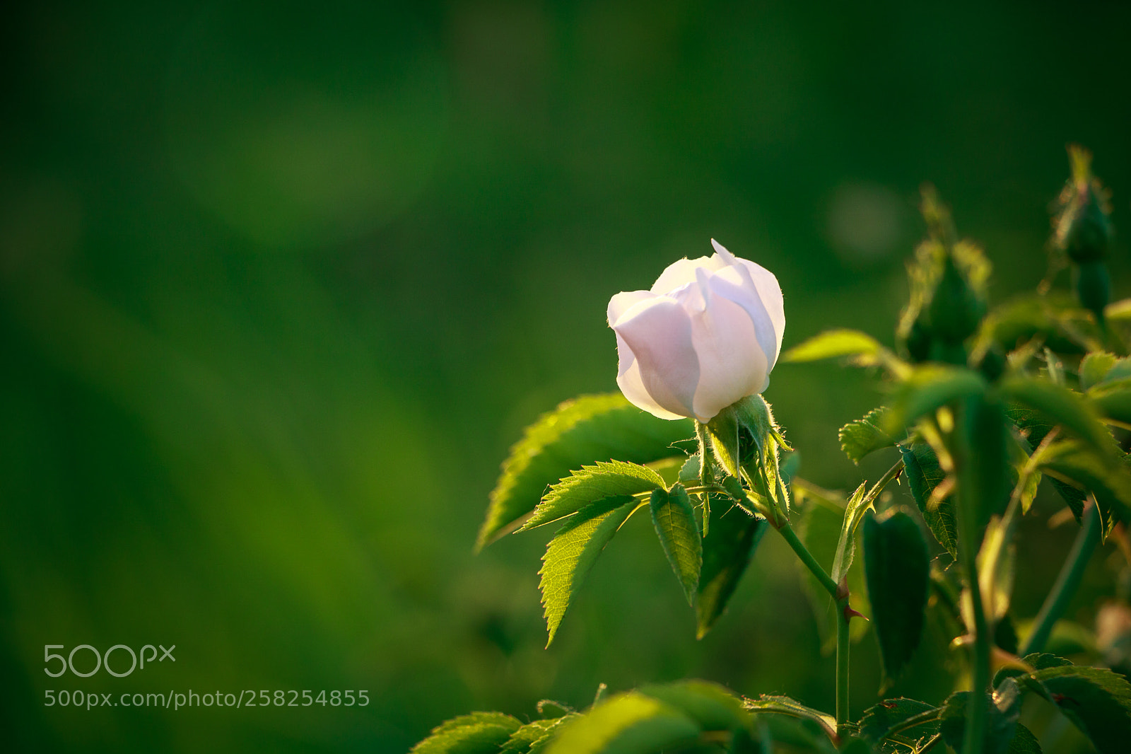 Canon EOS 760D (EOS Rebel T6s / EOS 8000D) sample photo. Little briar photography