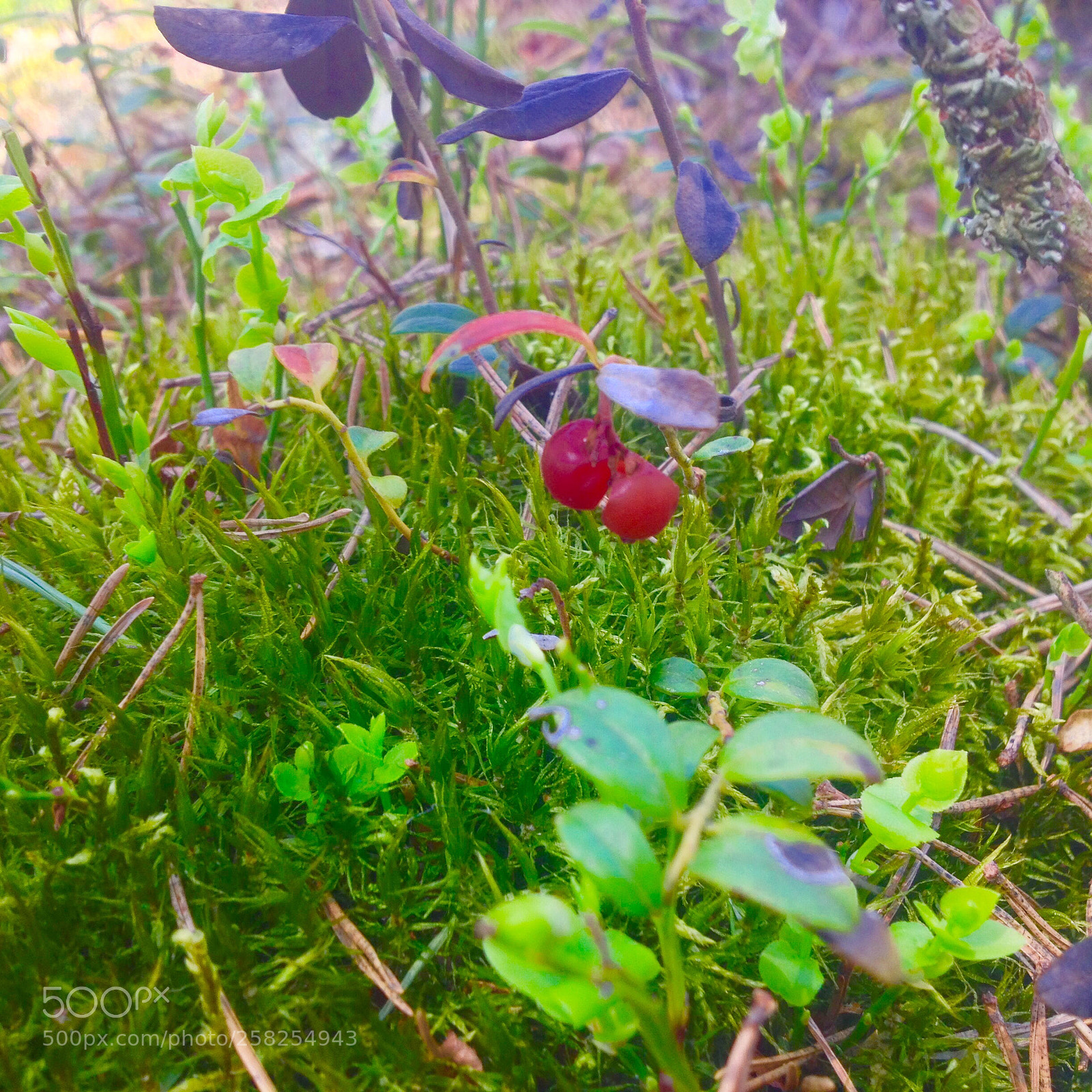 Apple iPhone 4S sample photo. Untitled photography