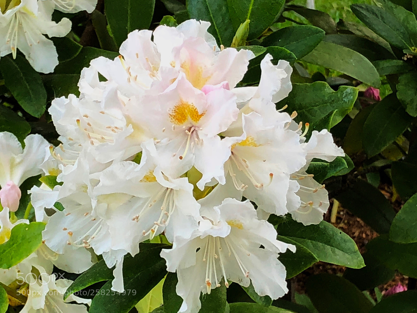 Apple iPhone X sample photo. Untitled photography