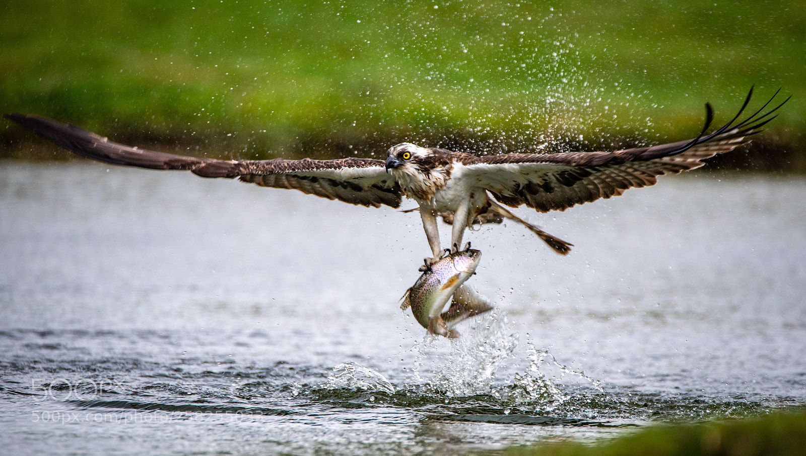 Nikon D750 sample photo. Master trout fisher. photography