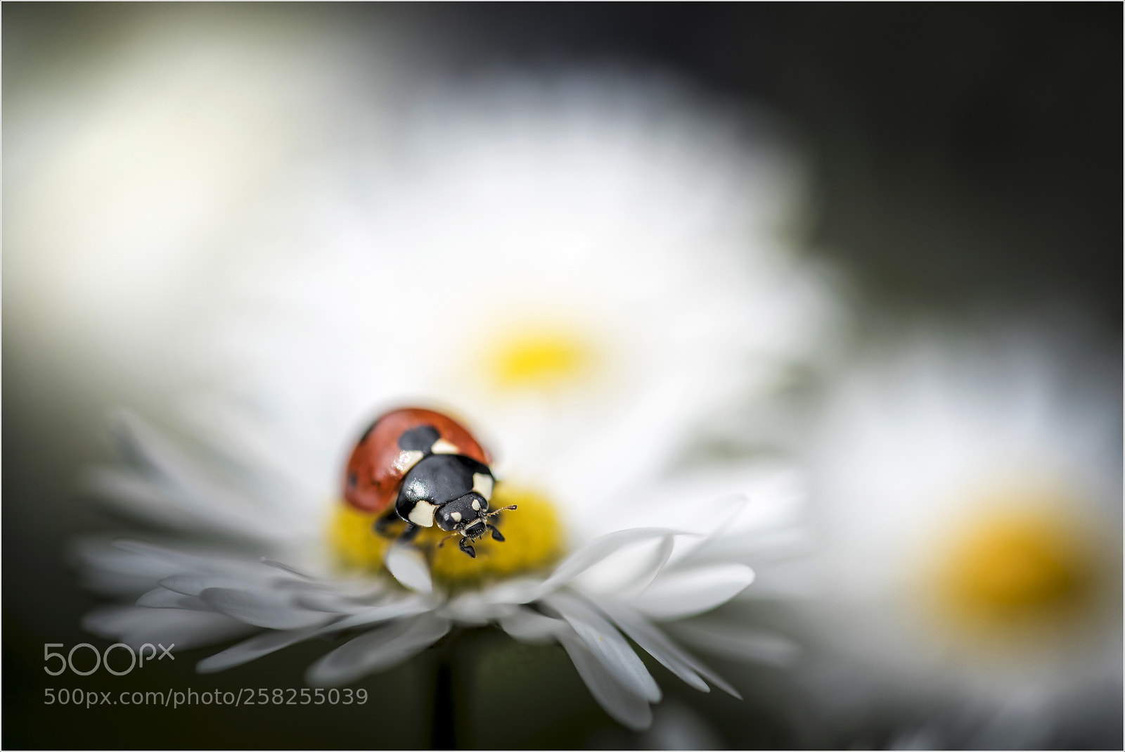 Nikon D750 sample photo. "daisy" ladybug photography
