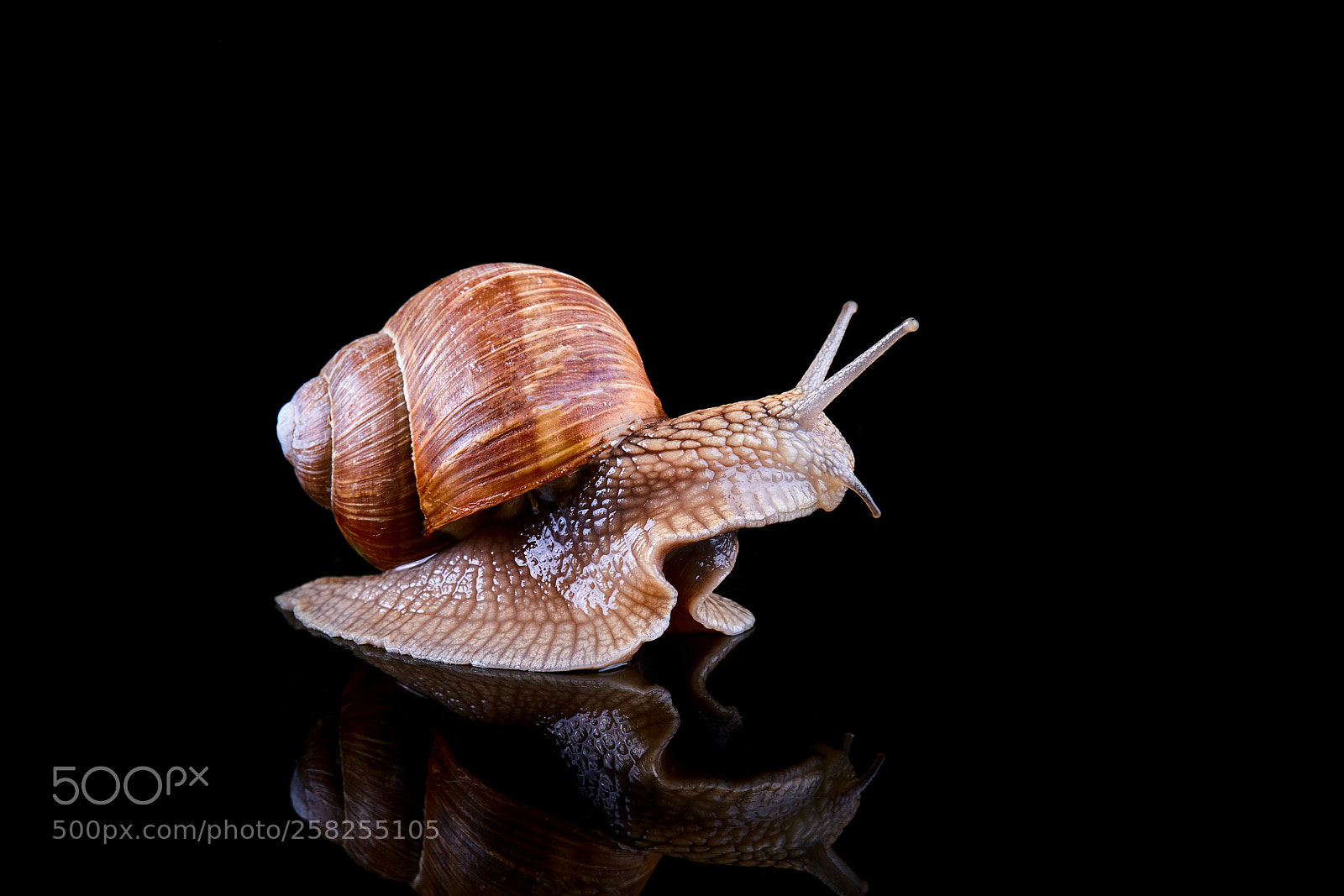 Canon EOS 50D sample photo. Snail portrait photography