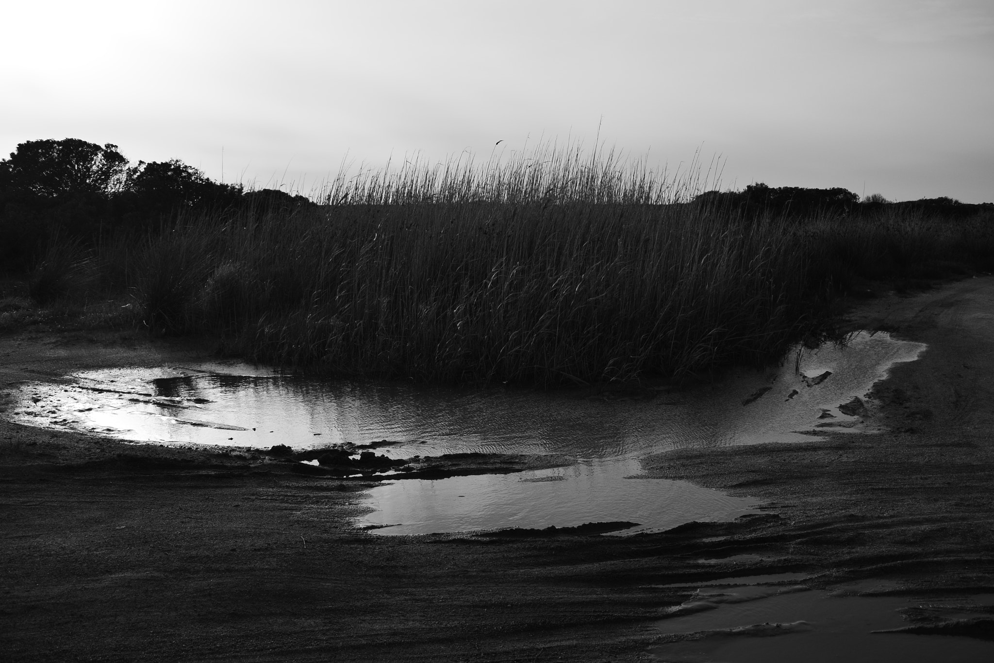 Nikon D5200 sample photo. L125 photography