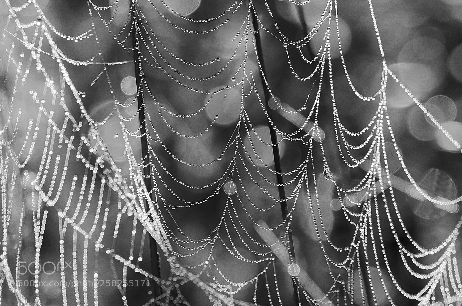 Nikon D7000 sample photo. Spiderweb photography