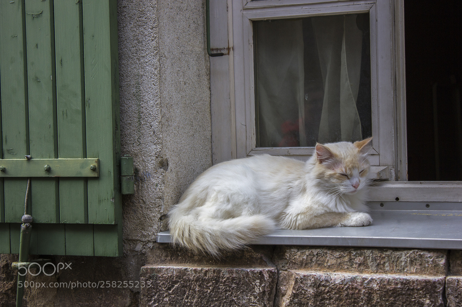 Canon EOS 550D (EOS Rebel T2i / EOS Kiss X4) sample photo. Cat photography