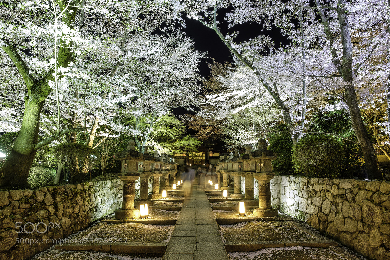 Fujifilm X-T2 sample photo. Japan-三井寺夜櫻 photography