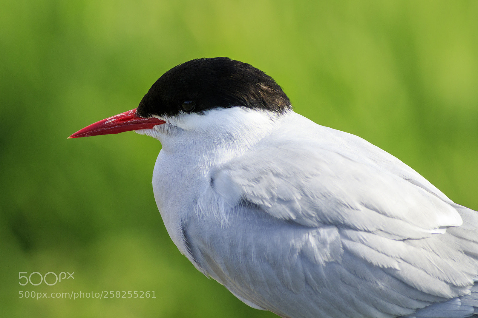 Canon EOS 7D Mark II sample photo. Arctic tern photography