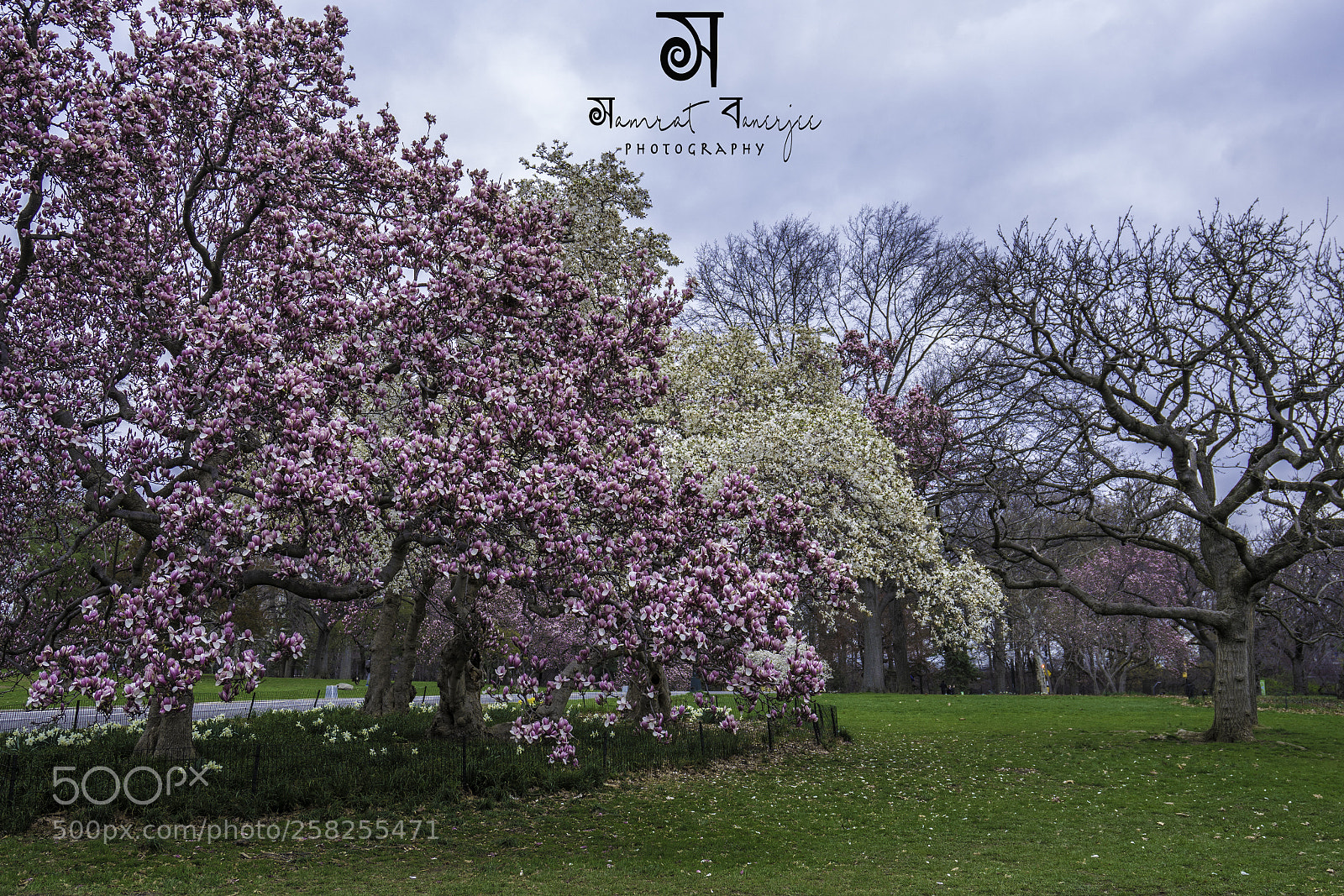 Sony a7R III sample photo. Cherry blossom photography
