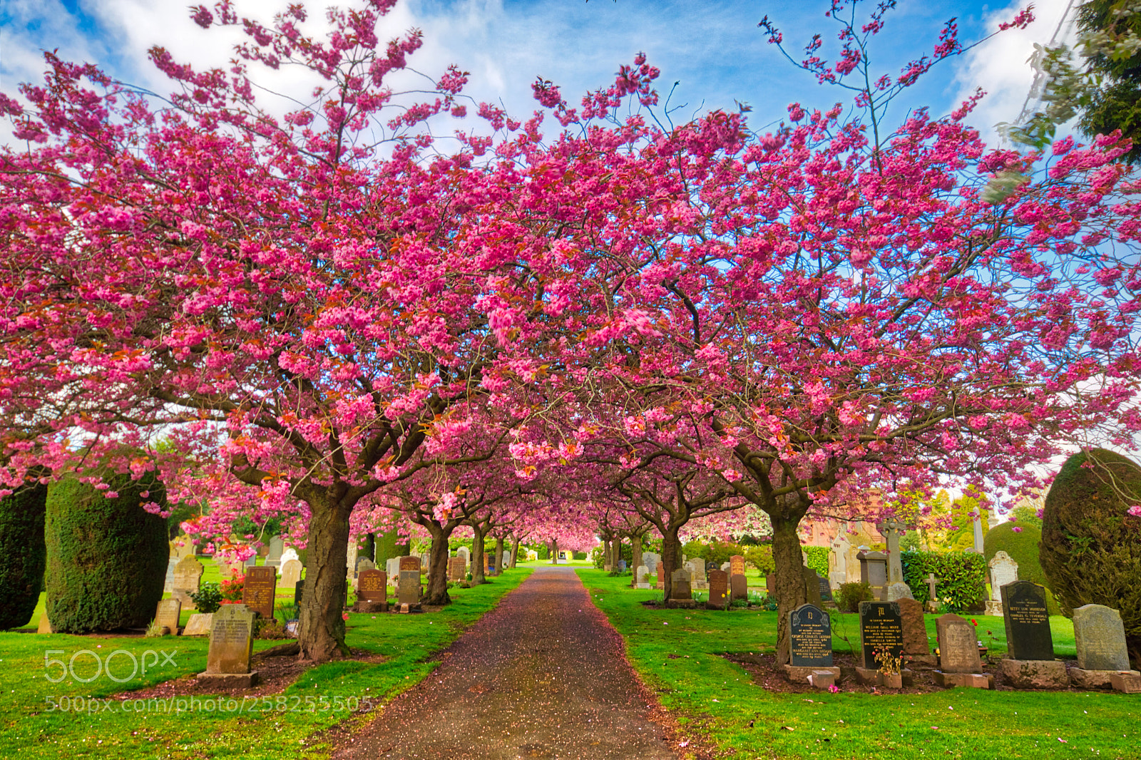 Sony SLT-A77 sample photo. Cherry blossoms at the photography