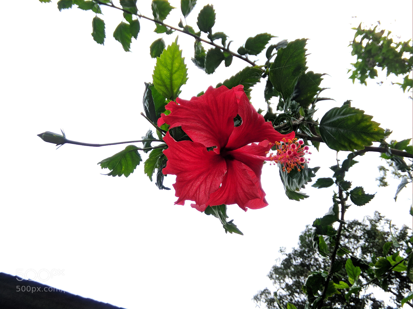 Xiaomi Redmi Note 4 sample photo. Untitled photography