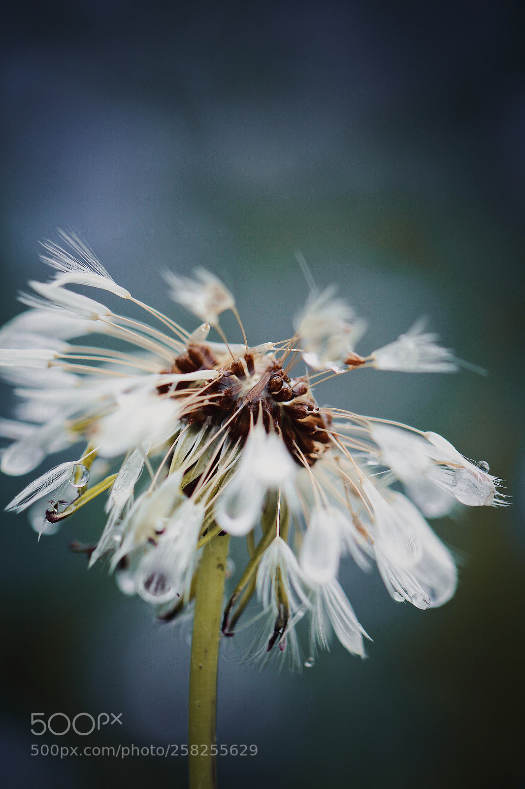 Canon EOS 600D (Rebel EOS T3i / EOS Kiss X5) sample photo. Dandelion photography