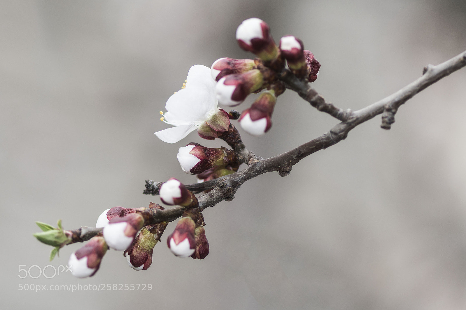 Nikon D500 sample photo. Budding flowers photography