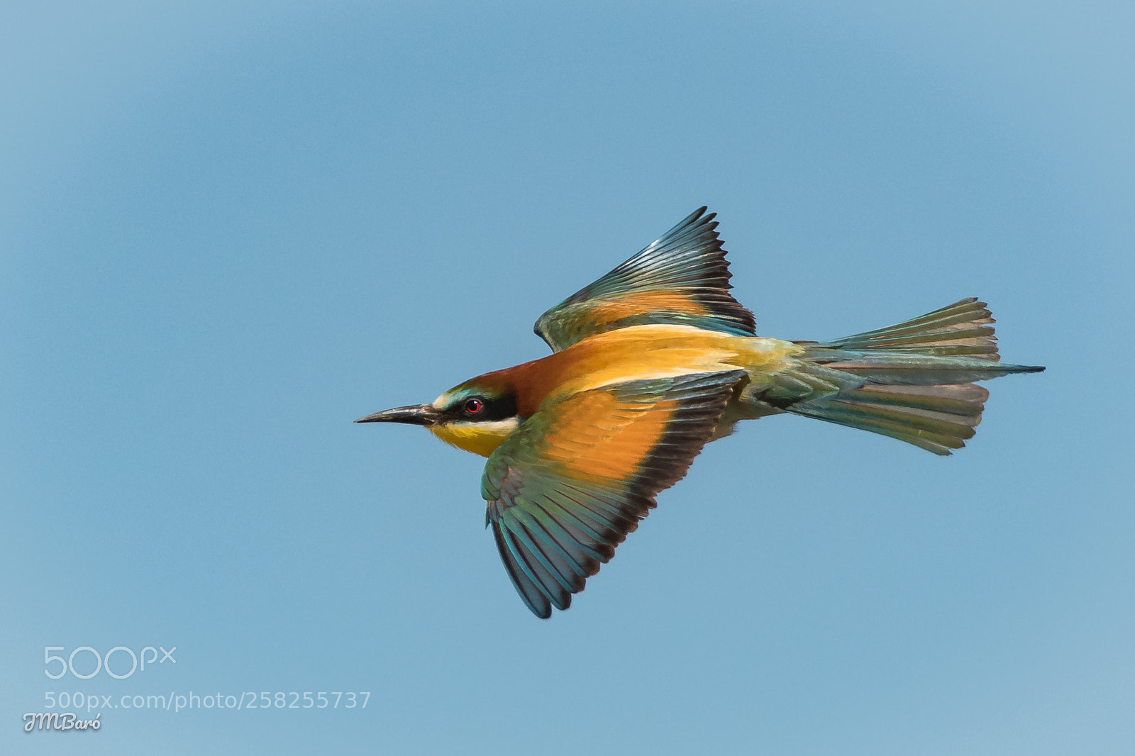 Nikon D500 sample photo. Merops apiaster photography