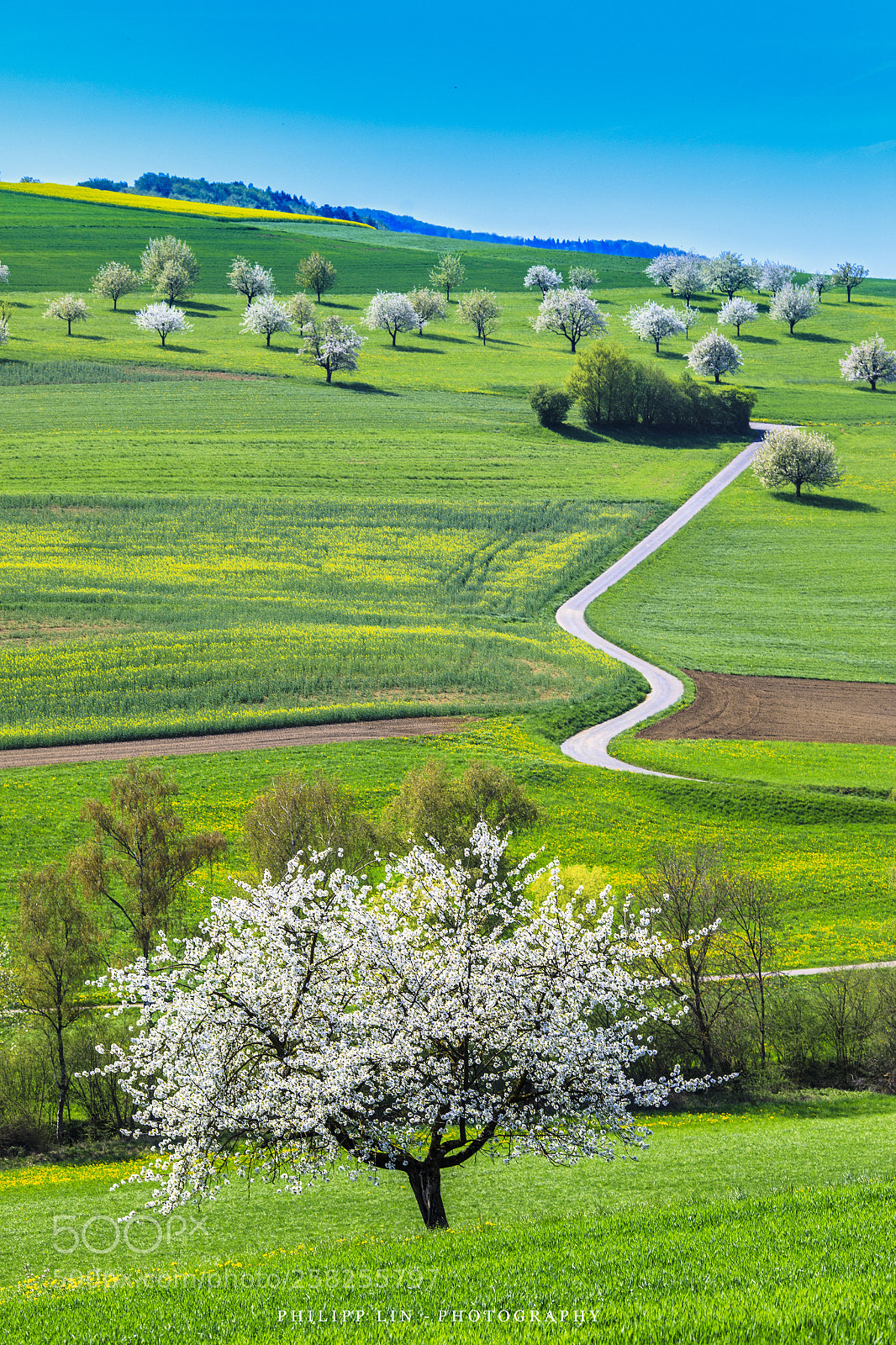 Canon EOS 5D Mark IV sample photo. The winding path photography