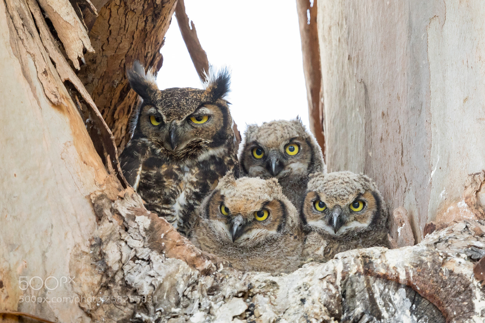 Canon EOS 5D Mark IV sample photo. Great horned owl and photography