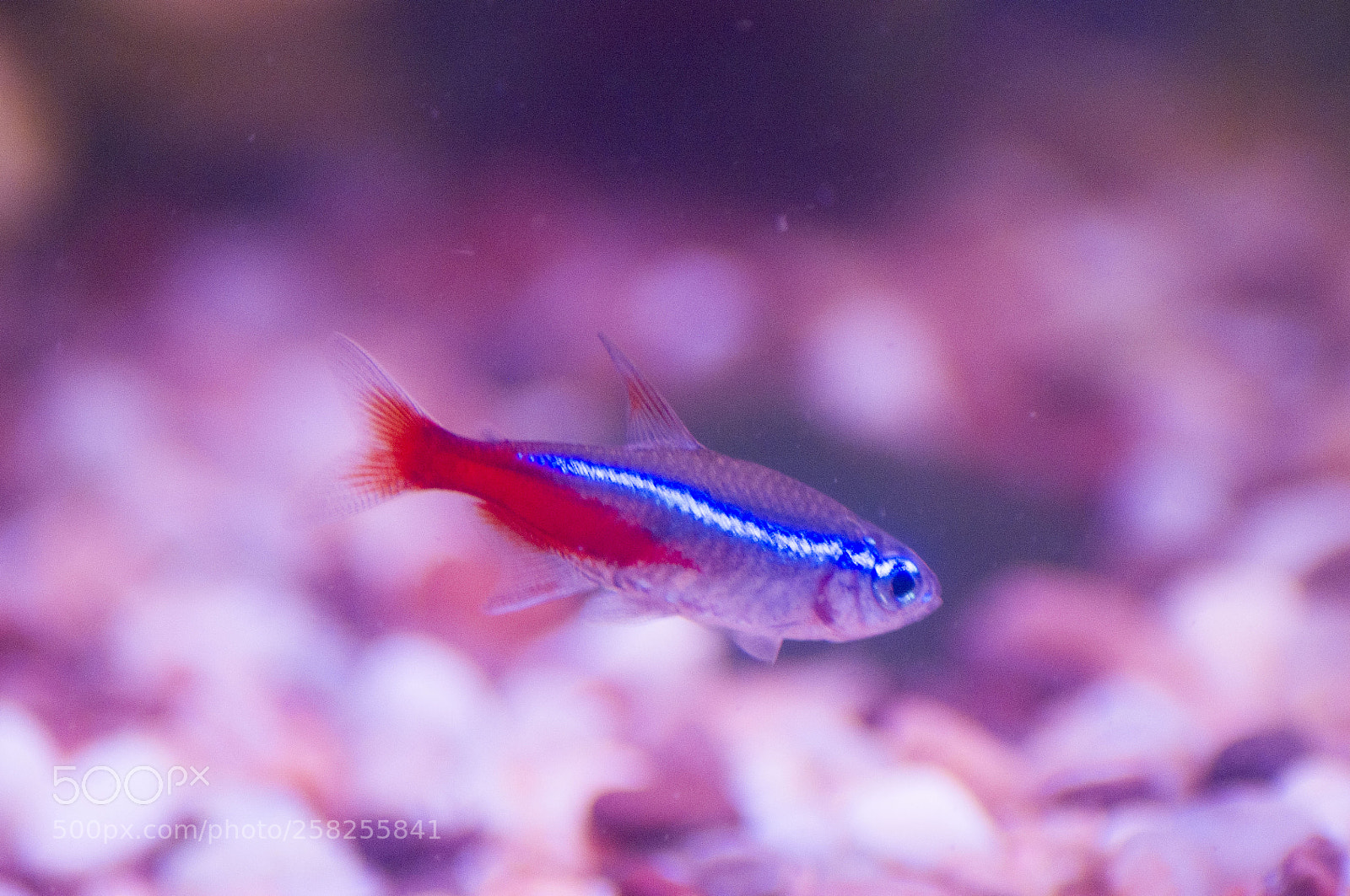 Pentax K-x sample photo. Neon stripe photography