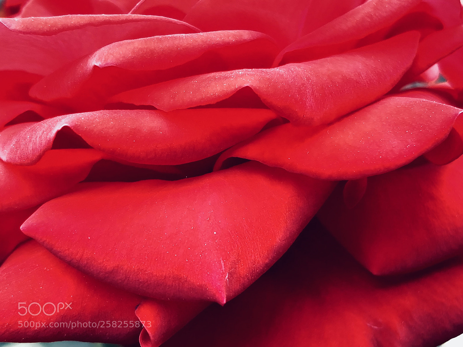 Apple iPhone X sample photo. Red petals photography