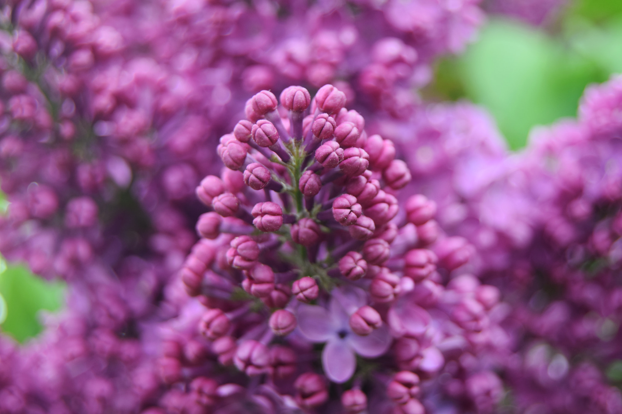 Nikon D3300 sample photo. Syringa vulgaris photography