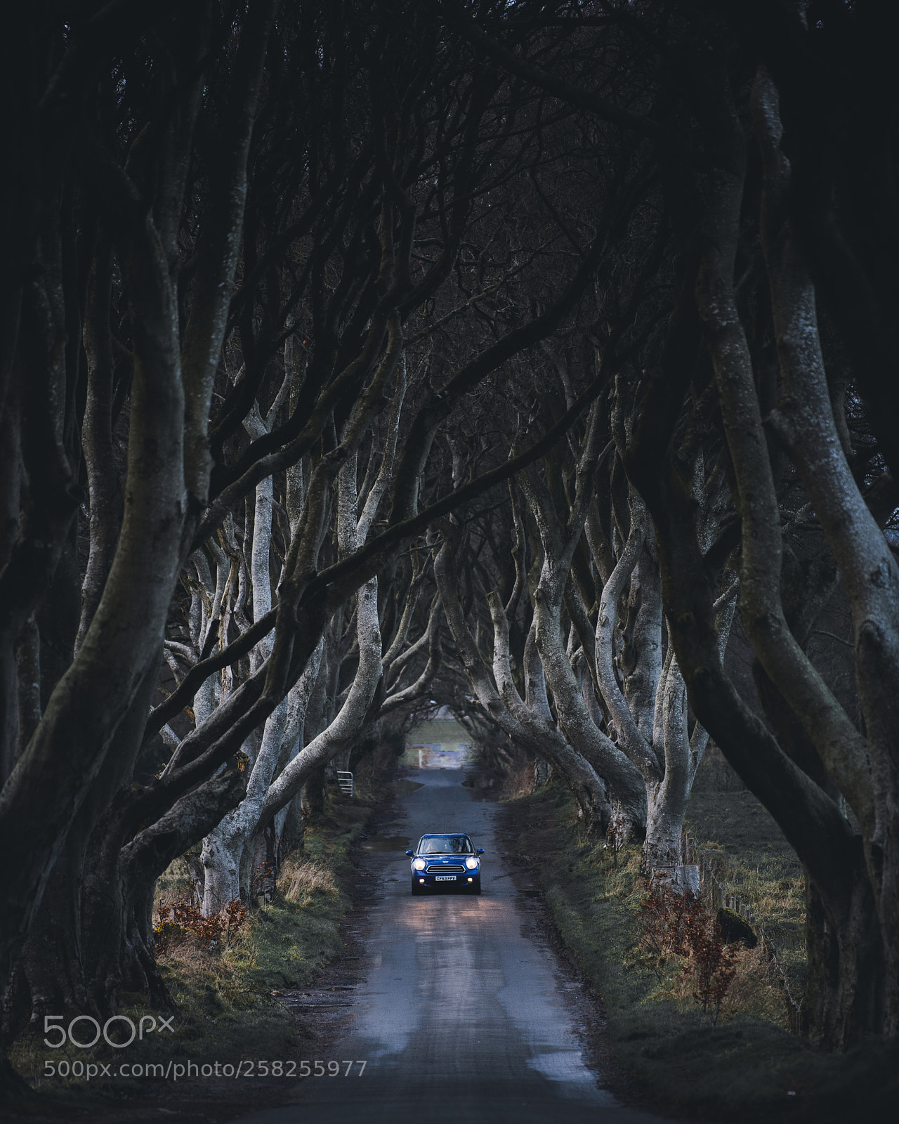 Nikon D850 sample photo. The dark hedges photography