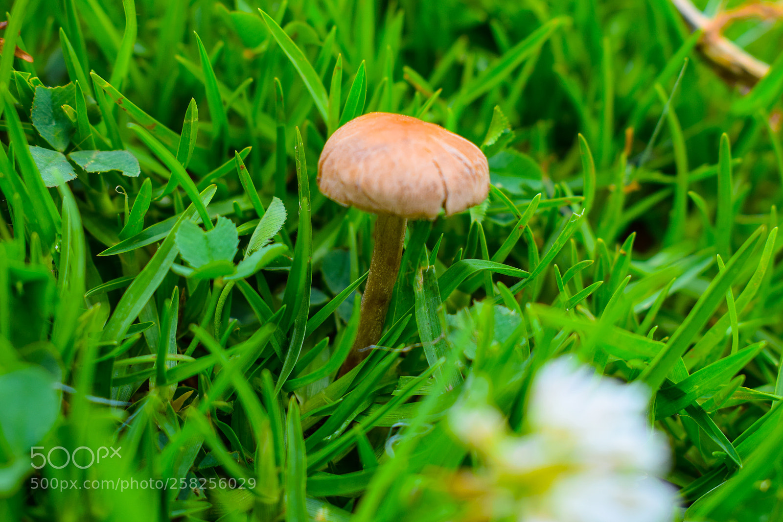 Nikon D5300 sample photo. Mush photography