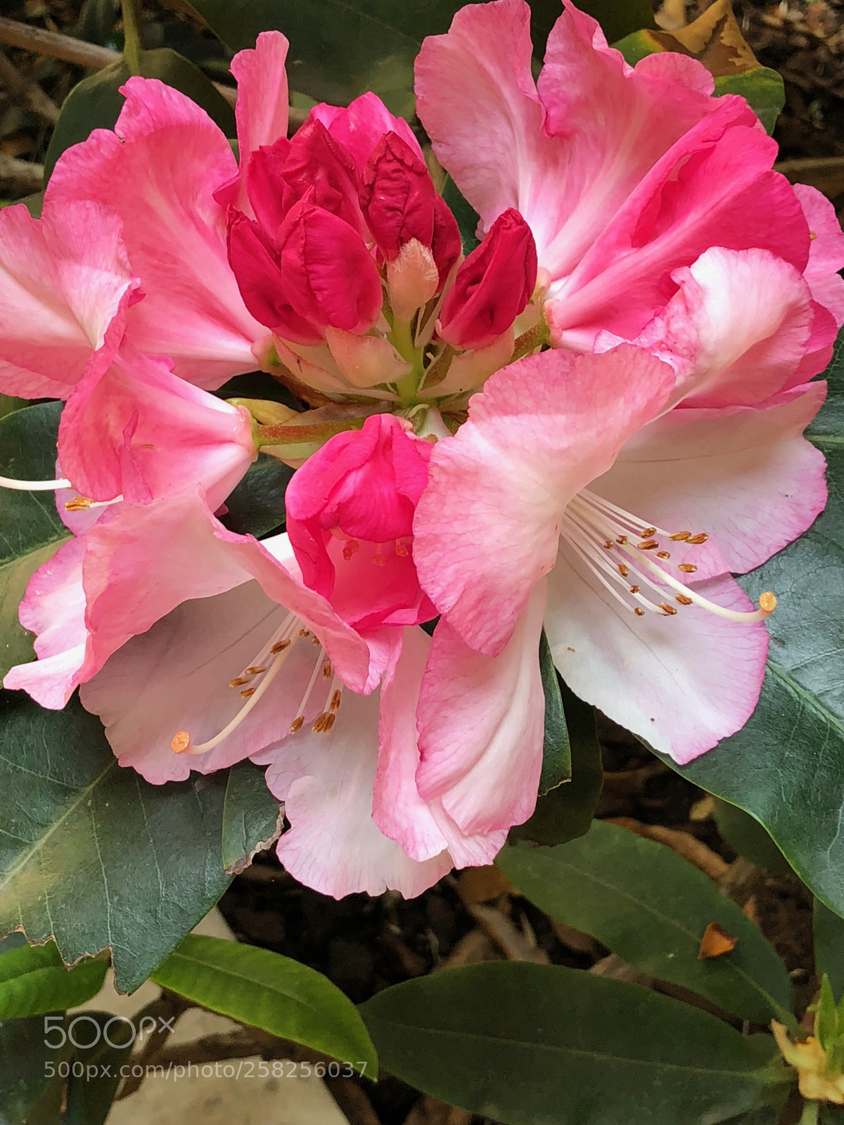 Apple iPhone X sample photo. Untitled photography