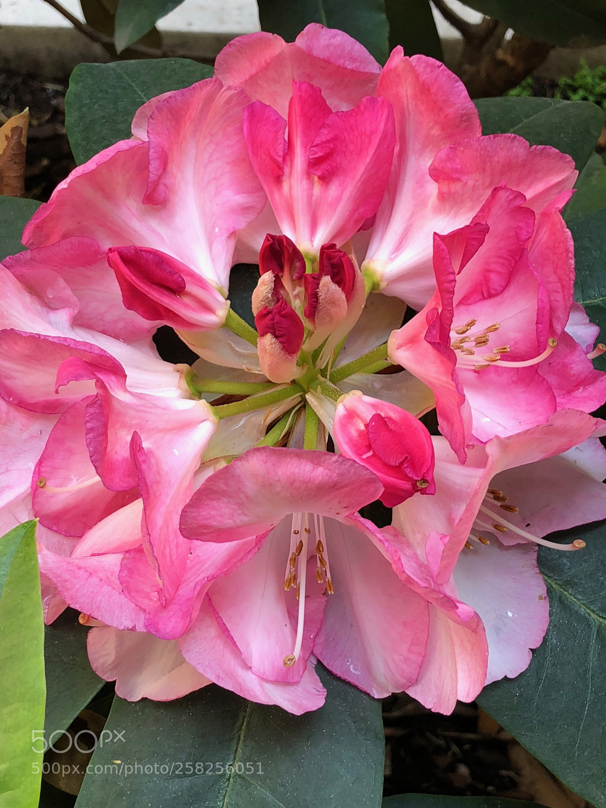 Apple iPhone X sample photo. Untitled photography