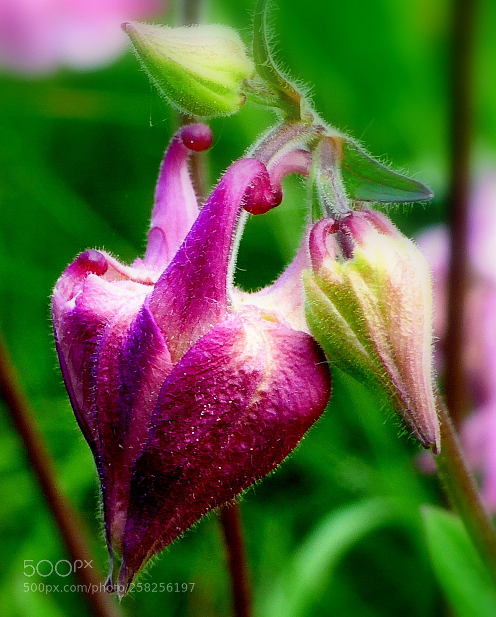 Panasonic Lumix DMC-FZ200 sample photo. Flower. photography