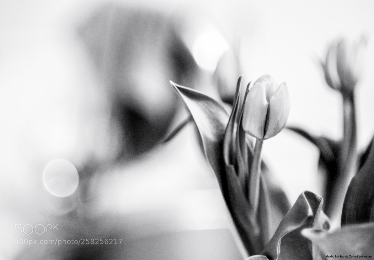 Fujifilm X-T10 sample photo. Tulips. photography