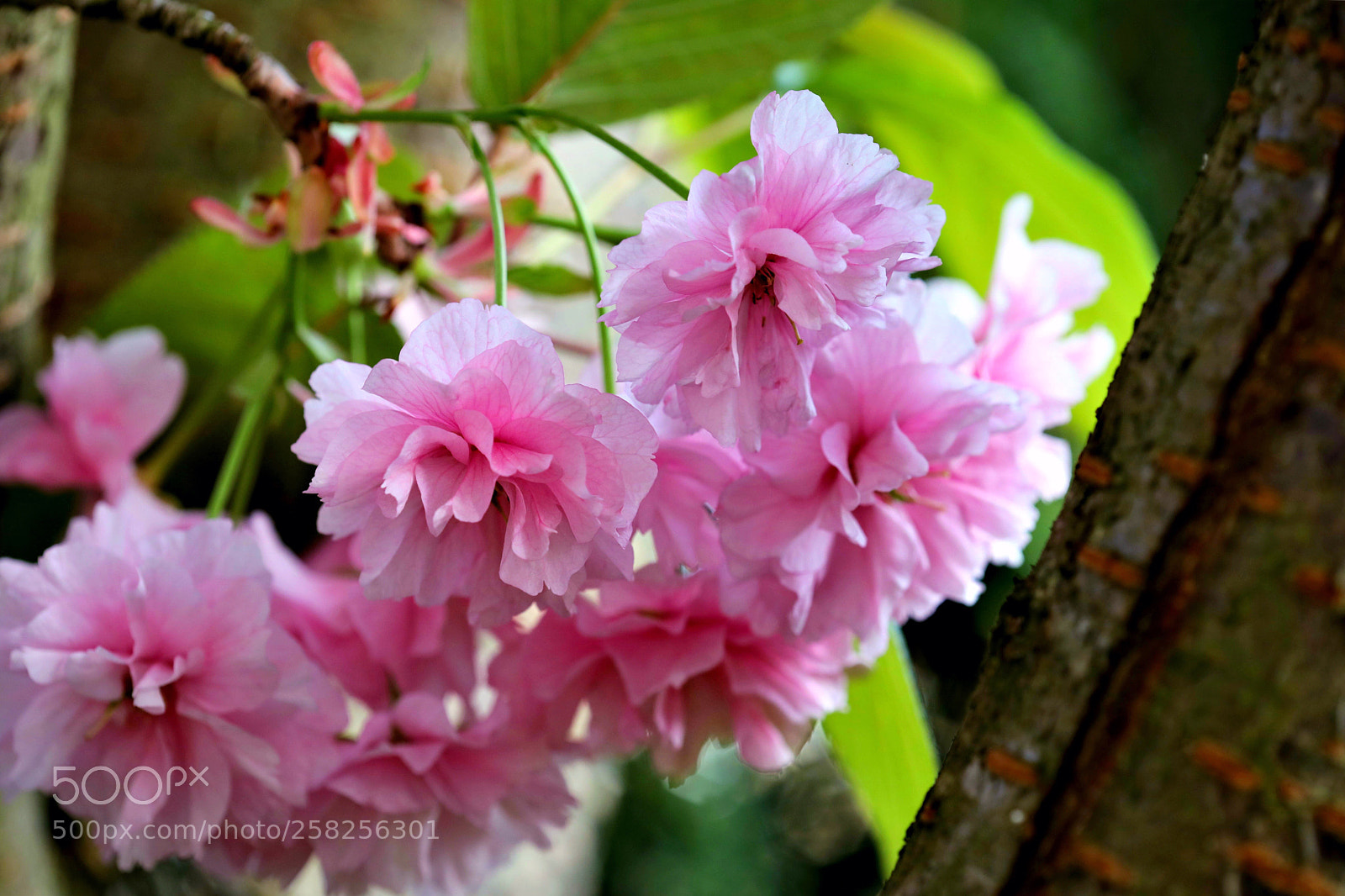 Canon EOS 5D Mark IV sample photo. Untitled photography