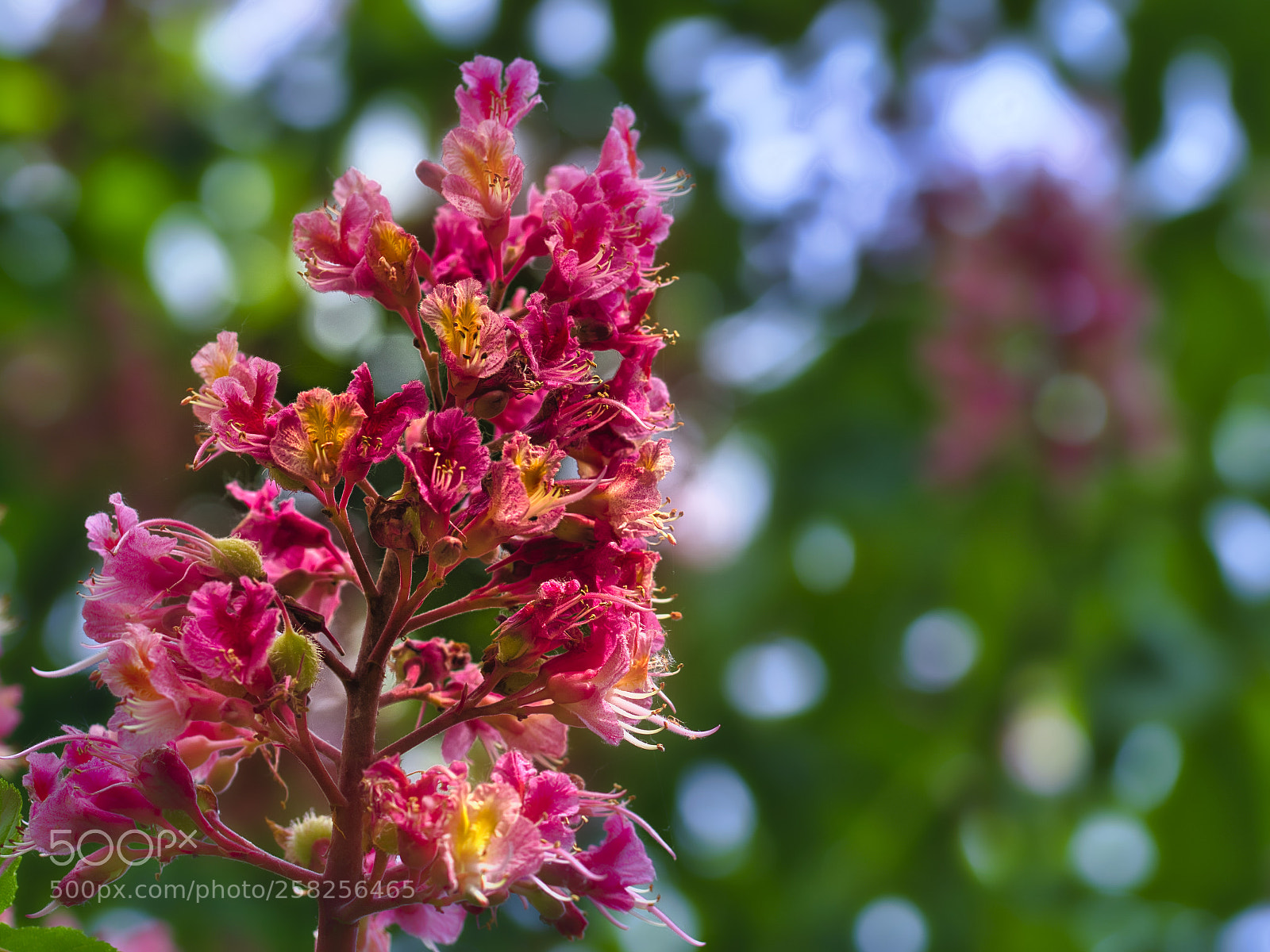 Sony ILCA-77M2 sample photo. Red horse chestnut photography