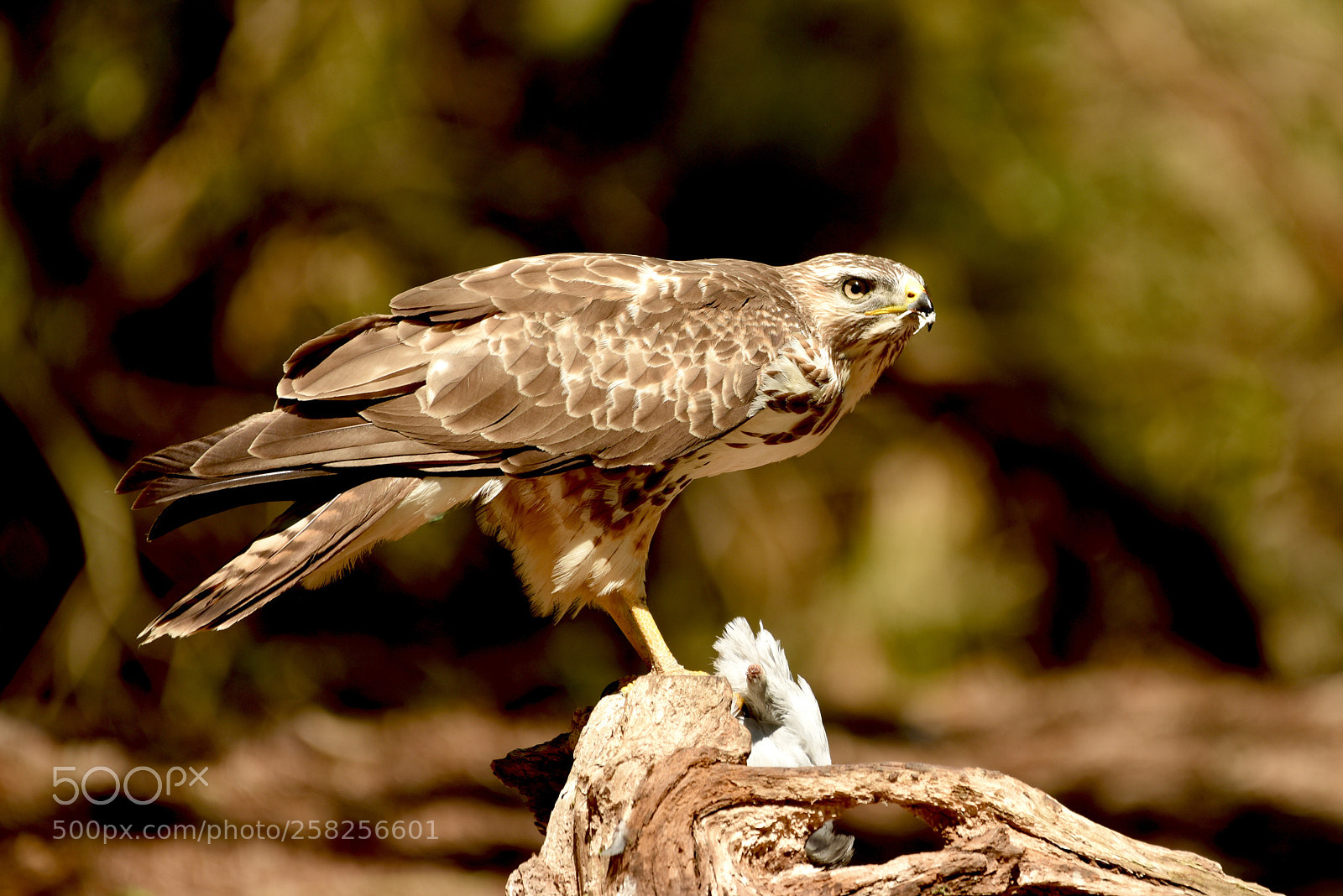 Nikon D810 sample photo. Common buzzard photography