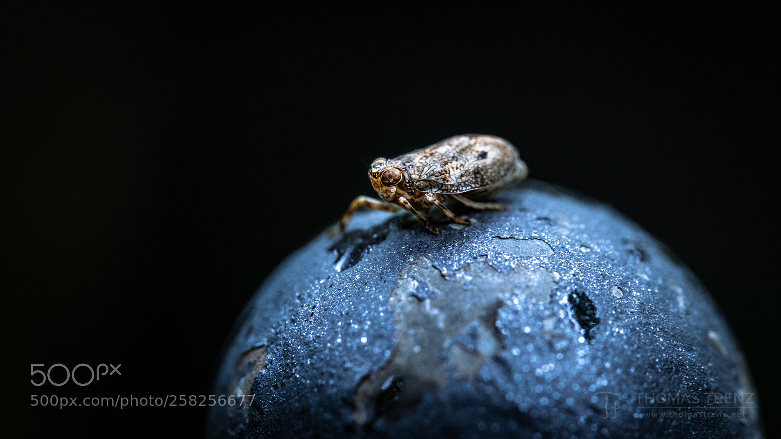 Nikon D600 sample photo. On the globe photography