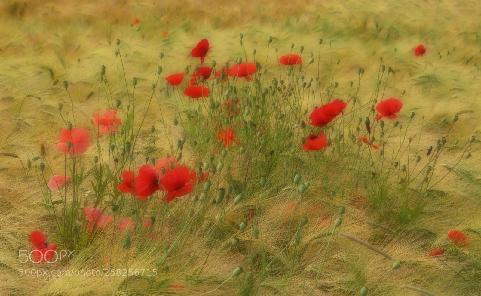 Sony SLT-A77 sample photo. Red poppy photography