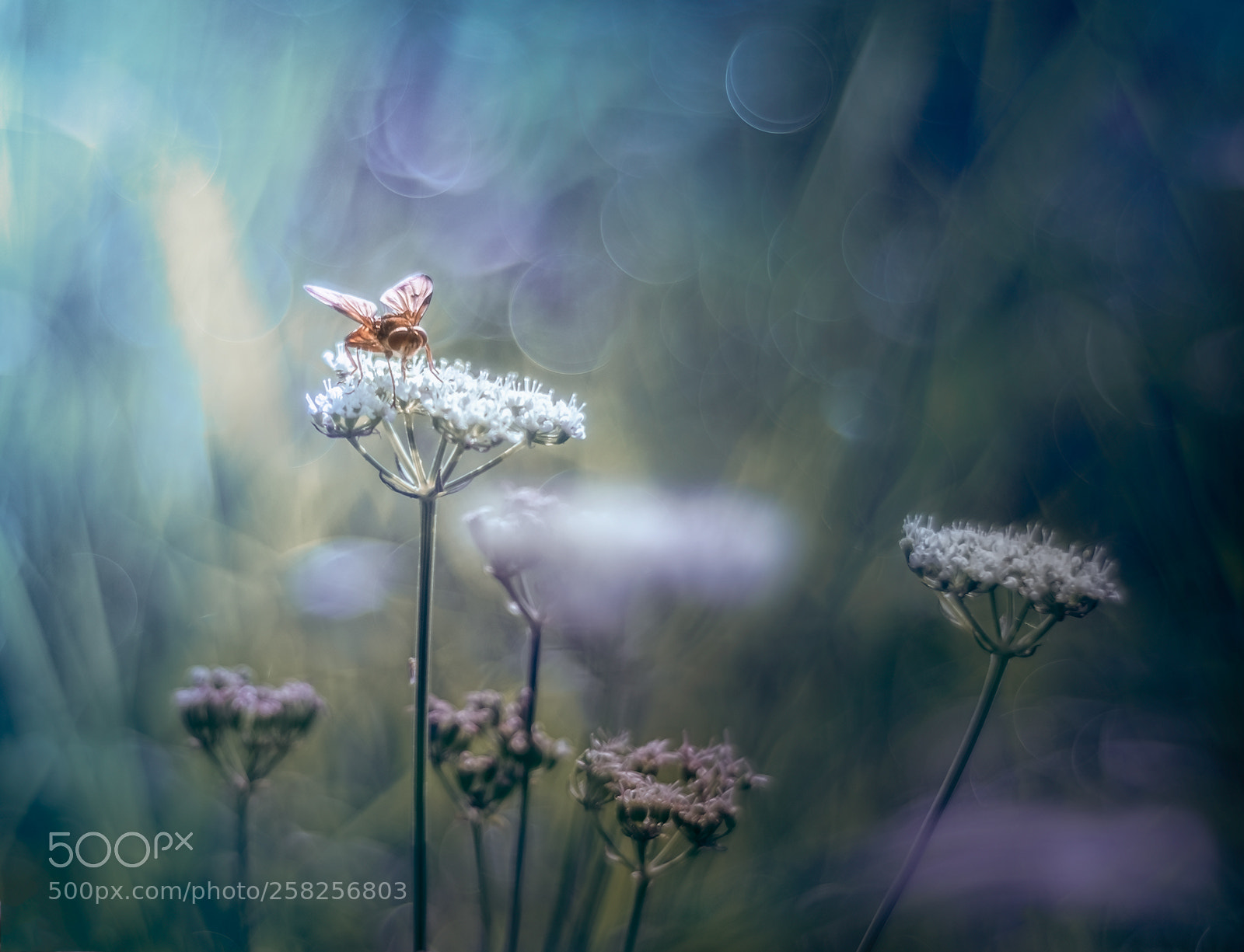 Fujifilm X-T1 sample photo. Volucella photography