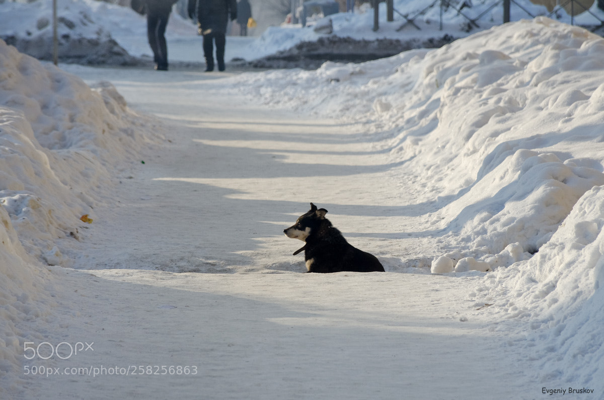 Nikon D7000 sample photo. Пёсик photography