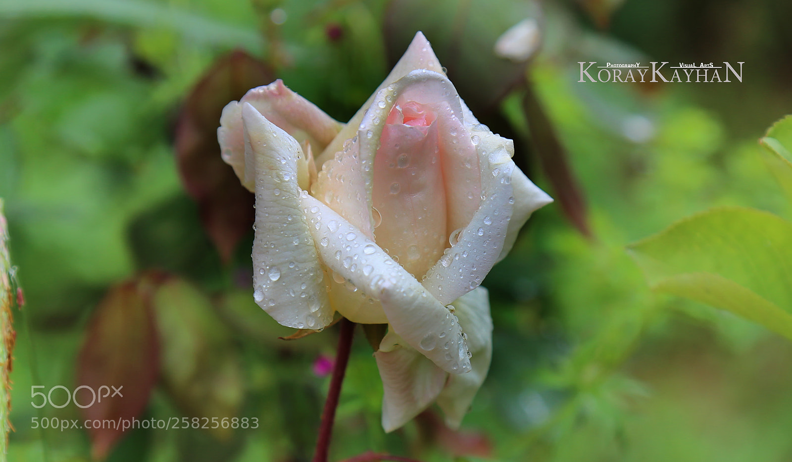 Canon EOS 6D sample photo. Beyaz tomurcuk g l photography