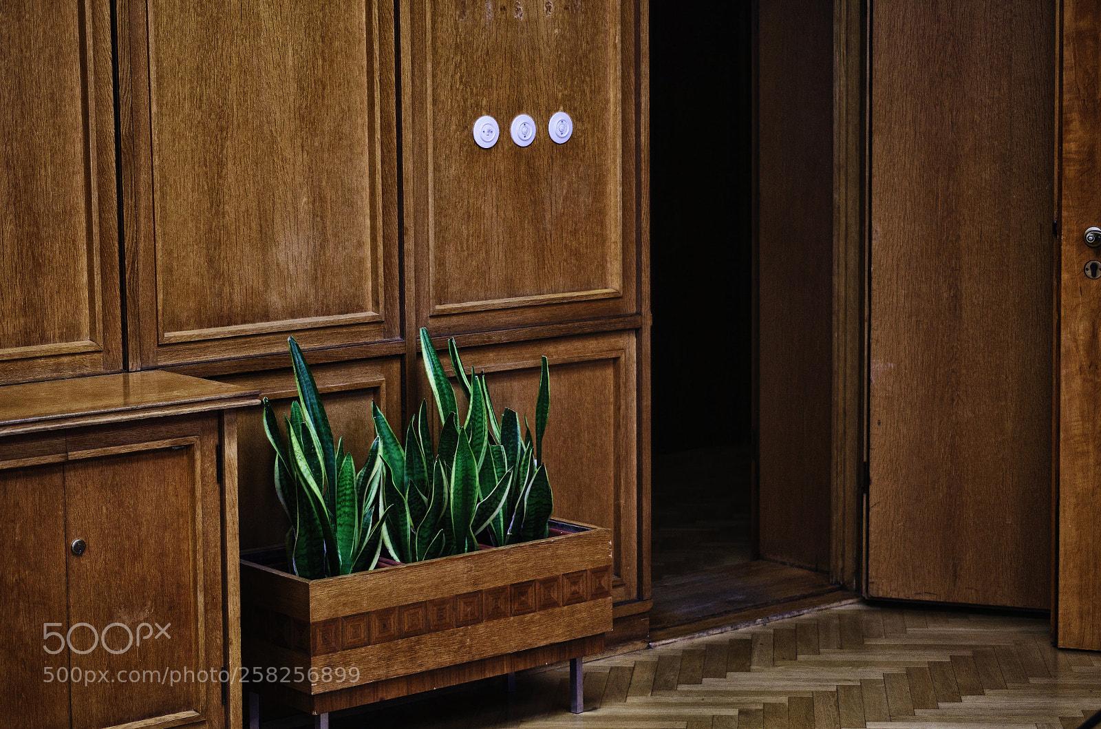 Pentax K-50 sample photo. Sansevieria charm photography