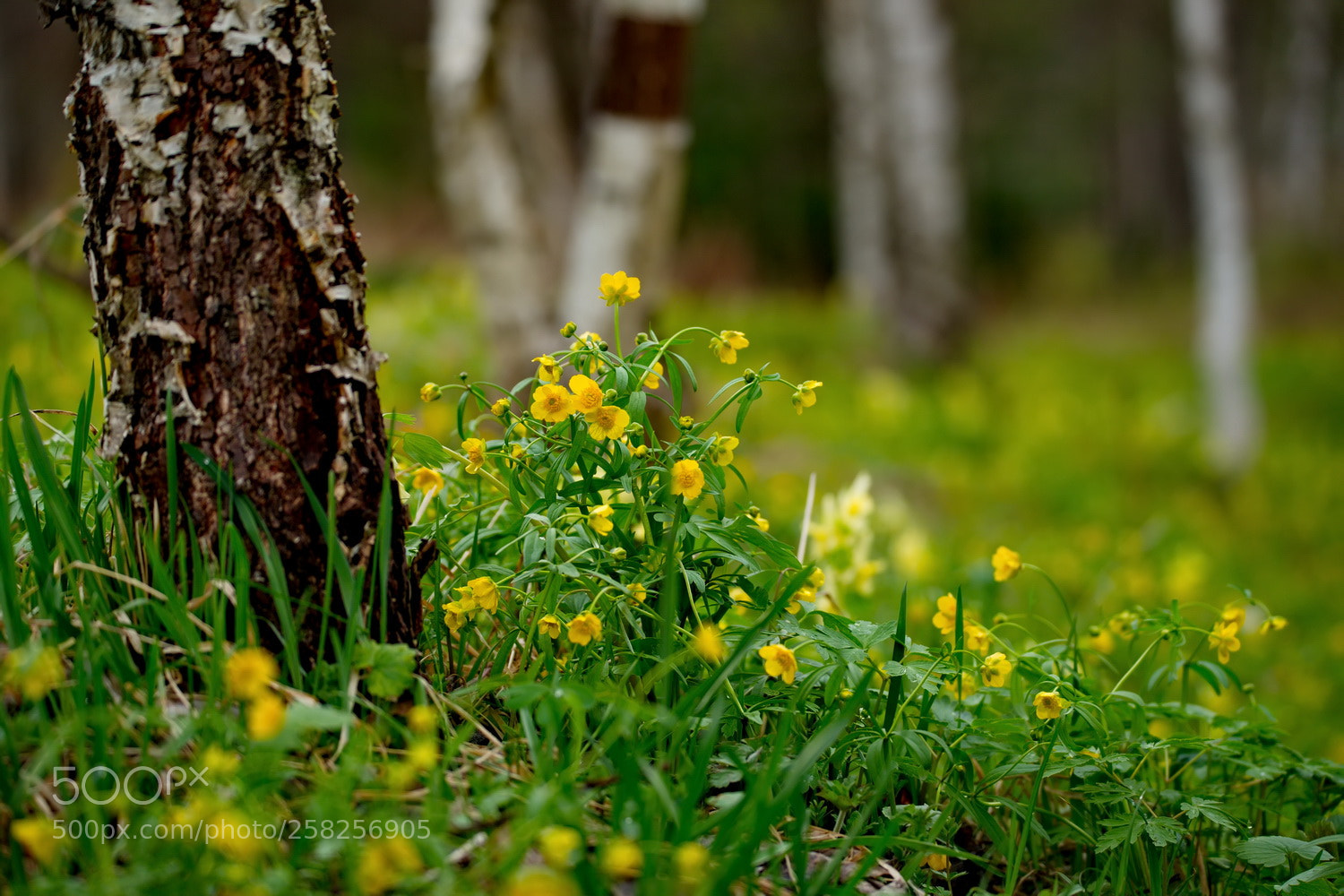 Fujifilm X-T1 sample photo. Russia. the south of photography