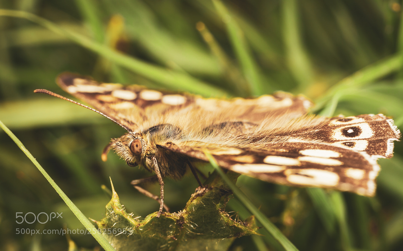 Canon EOS 5D Mark II sample photo. Speckled wood photography