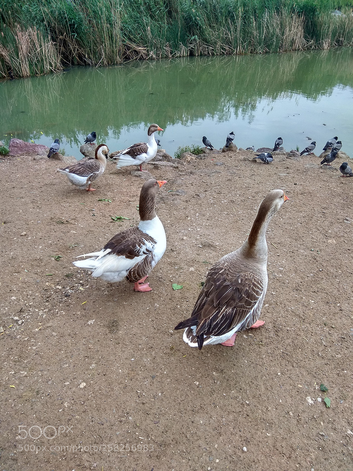 Xiaomi Redmi Note 4 sample photo. 4g&12p photography