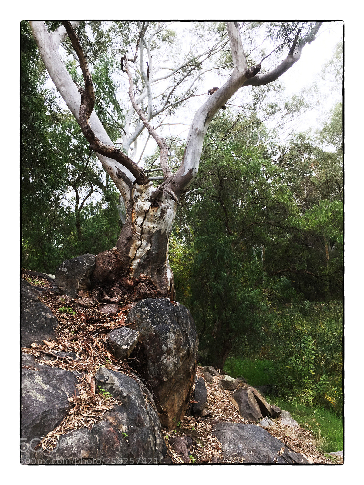 Apple iPhone SE sample photo. Gnarly gum tree photography
