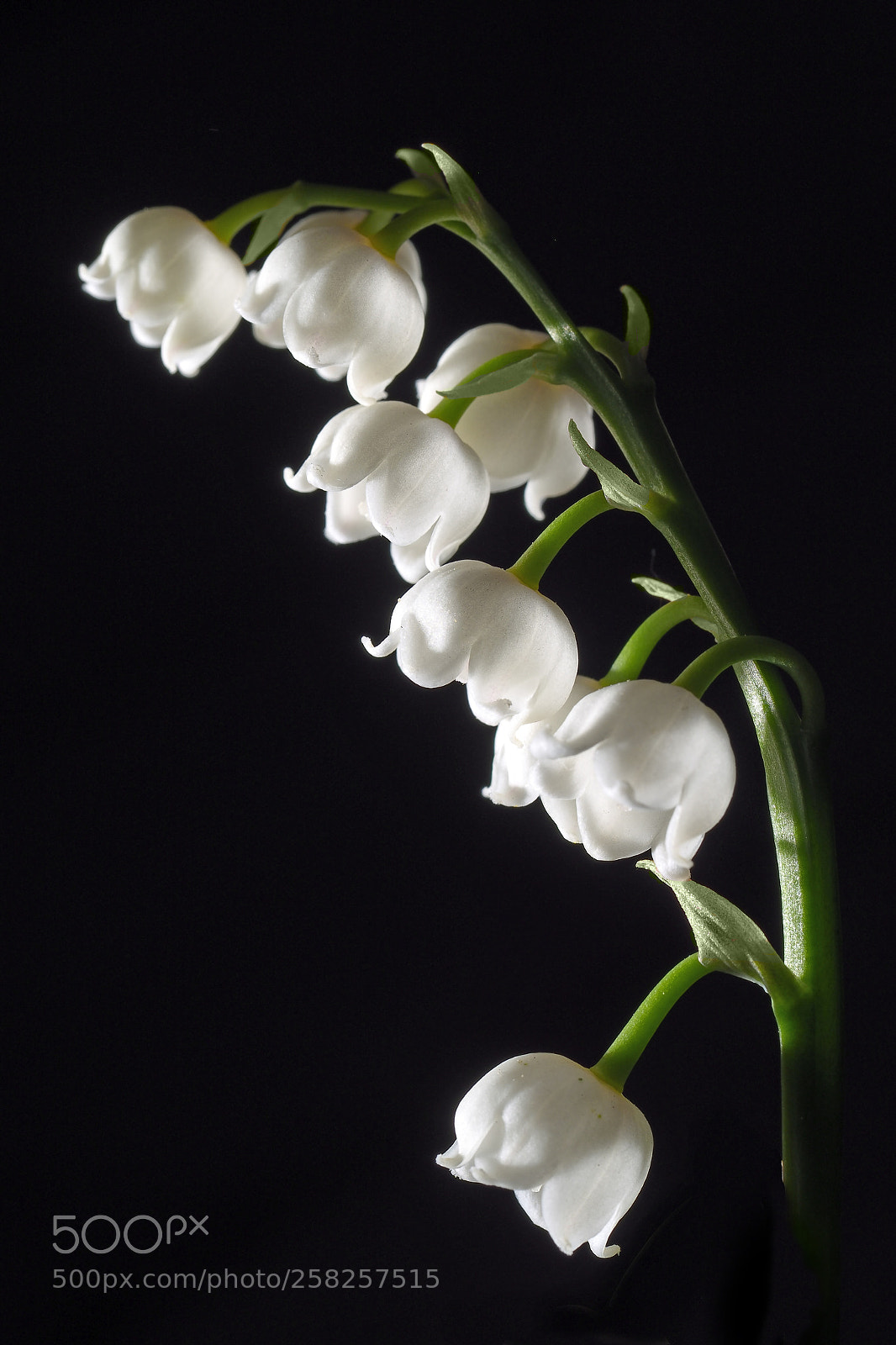 Olympus OM-D E-M1 Mark II sample photo. Convallaria majalis photography