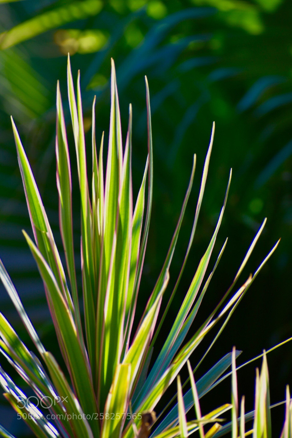 Nikon D3400 sample photo. Plant photography